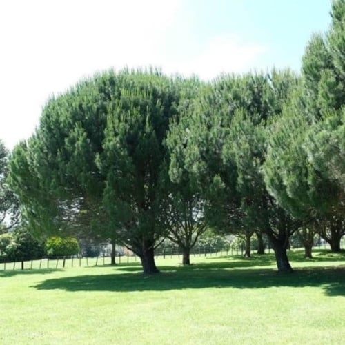 بذور شجرة الصنوبر الثمري ( Pinus pinea )