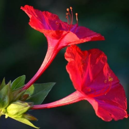 بذور زهرة شب الليل الحمراء - الساعة الرابعة ( Mira...