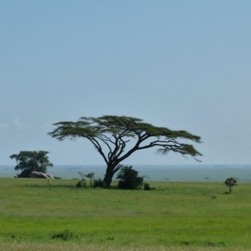 بذور سنط - طلح السيال ( Acacia johnwoodii )
