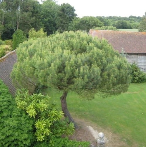 بذور شجرة الصنوبر الثمري ( Pinus pinea )