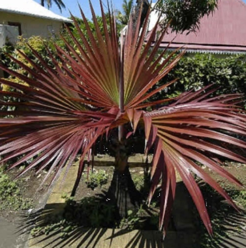 بذور نخيل لاتانيا الاحمر ( Latania lontaroides )