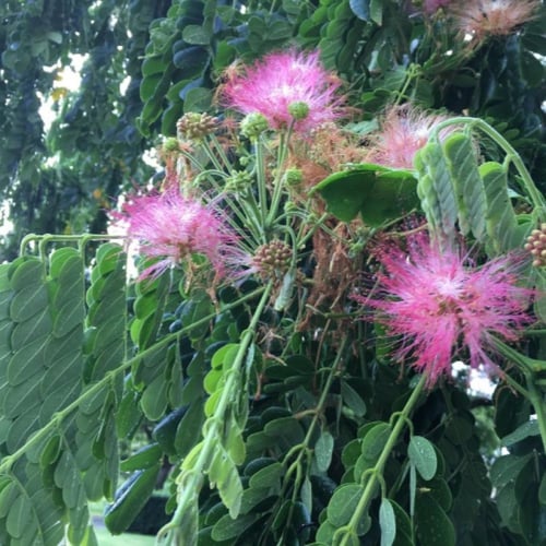 بذور شجرة لبخ سامان ( Albizia saman )
