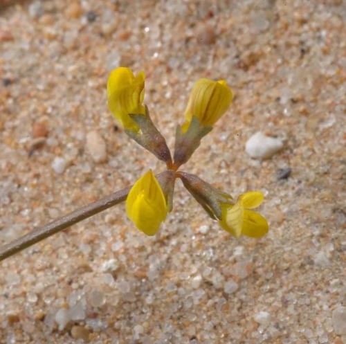 بذور عشبة ام حلق - حدوة الفرس ( Hippocrepis areola...