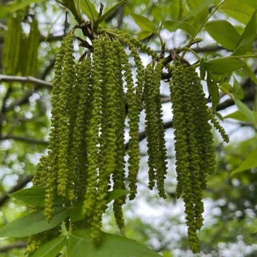 بذور شجرة جوز البيكان ( Carya illinoinensis )