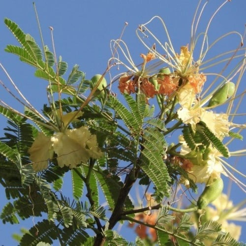 بذور الرنف النادرة - العضب ( Delonix elata )