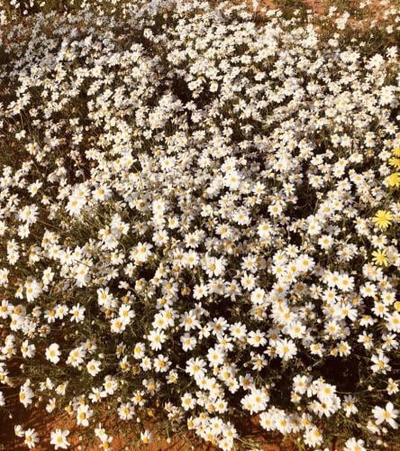 بذور القحويان - الاقحوان البري ( anthemis deserti...