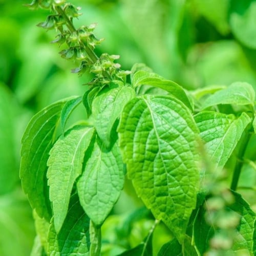 بذور الريحان القرنفلي ( Ocimum basilicum )
