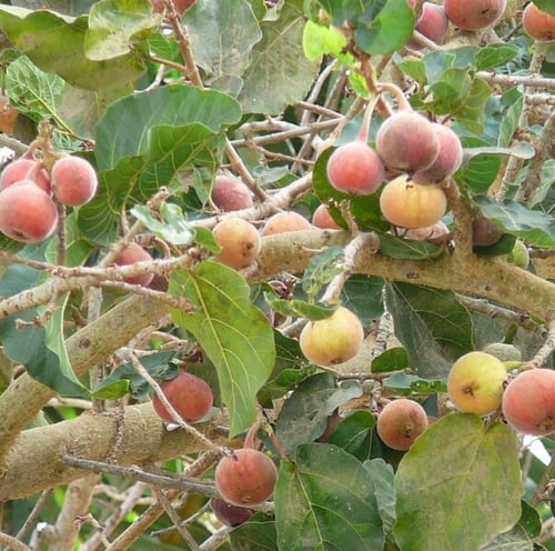 بذور شجرة الجميز ( Ficus sycomorus )