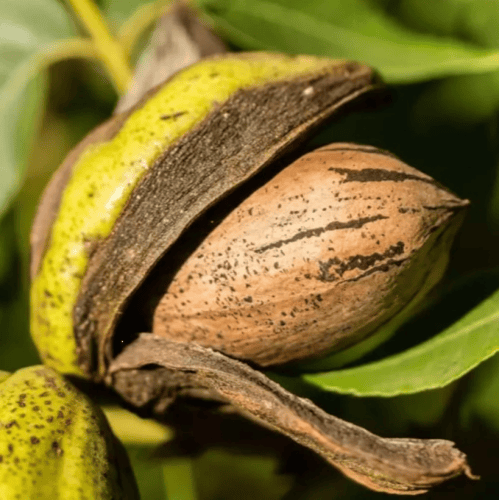 بذور شجرة جوز البيكان ( Carya illinoinensis )
