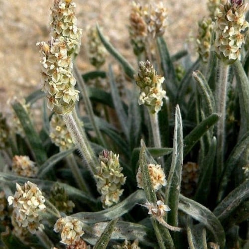 بذور عشبة الربلة ( Plantago ovata )