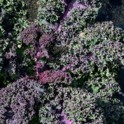 بذور نبات الكيل القرمزي ( Brassica Oleracea )