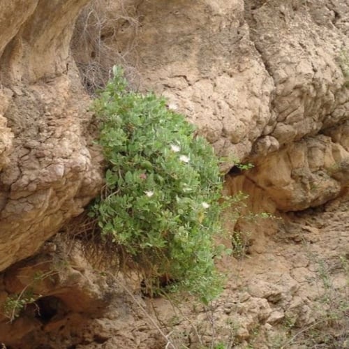 بذور شجيرة اللصف - الشفلح الجبلي ( Capparis cartil...