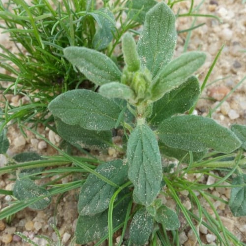 بذور نبات الأرقة - الجريد ( Helianthemum )