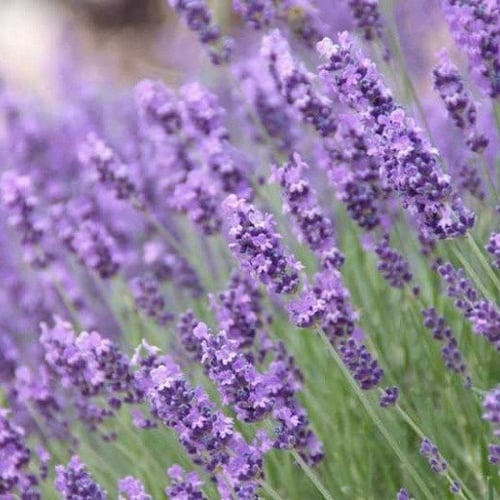 بذور اللافندر الانجليزي ( Lavandula angustifolia )
