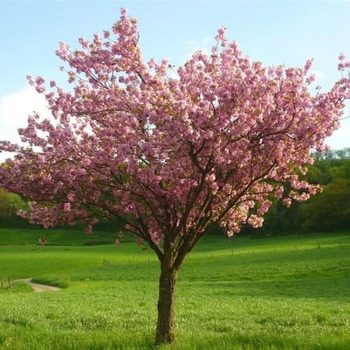 بذور شجرة ساكورا - الكرز الياباني ( Prunus serrula...