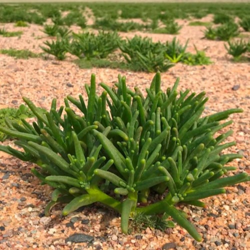 بذور عشبة السمح ( Opophytum forakahlii )