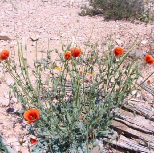 بذور الشقر - النعمان ( Glaucium arabicum )