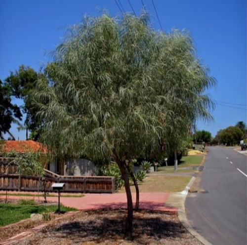 بذور سنط كوريسيا - البلوط الصحراوي ( Acacia coriac...