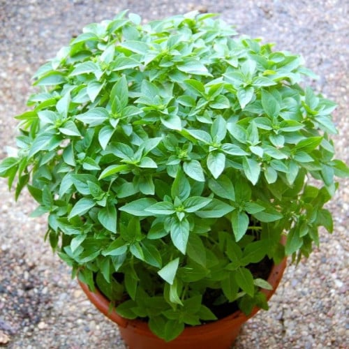 بذور الريحان الحار ( ocimum basilicum minimum )