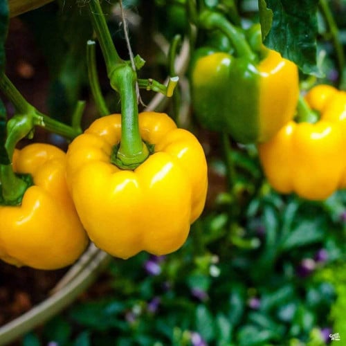 بذور فلفل رومي أصفر ( Capsicum annuum )