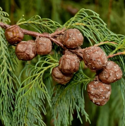 بذور شجرة السرو الكشميري ( Cupressus cashmeriana )