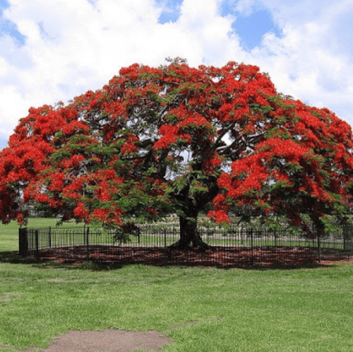بذور شجرة البونسيانا‬ الحمراء ( Delonix regia )