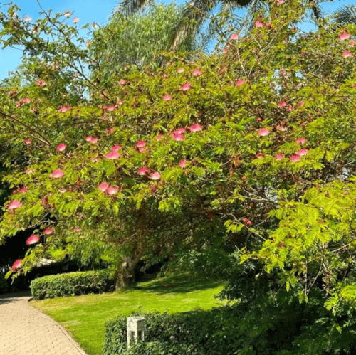 بذور شجرة اللبخ الأحمر - زهرة الحرير ( Albizia jul...