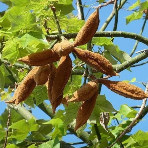 بذور شجرة استركوليا لوريدا ( Brachychiton discolor...