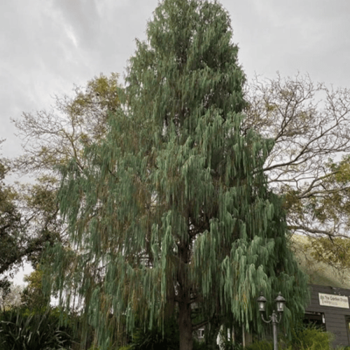 بذور شجرة السرو الكشميري ( Cupressus cashmeriana )