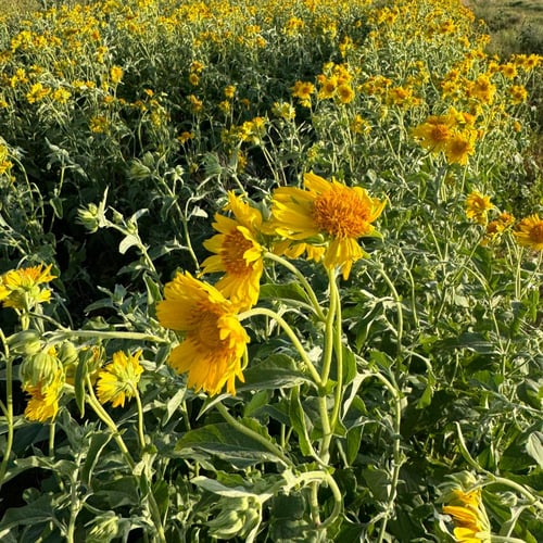 بذور دوار الشمس البري ( Verbesina encelioides )