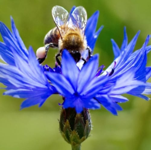 بذور زهرة سينتاوريا الزرقاء - ندى العنبر ( Centaur...