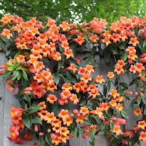بذور متسلقة البوق ( Campsis radicans )