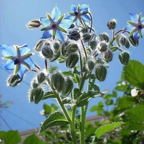 بذور خبز‬ ‫النحل ‫( Borage officinalis )