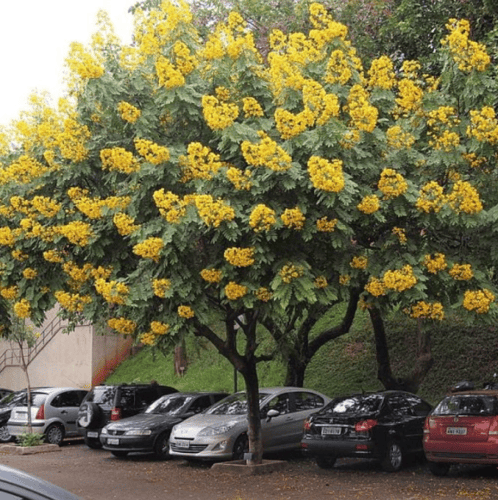بذور شجرة كاسيا سبيكتابيلس ( Cassia spectabilis )