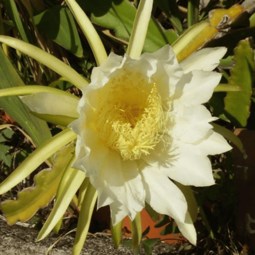 بذور فاكهة التنين - دراجون أحمر ( Selenicereus und...