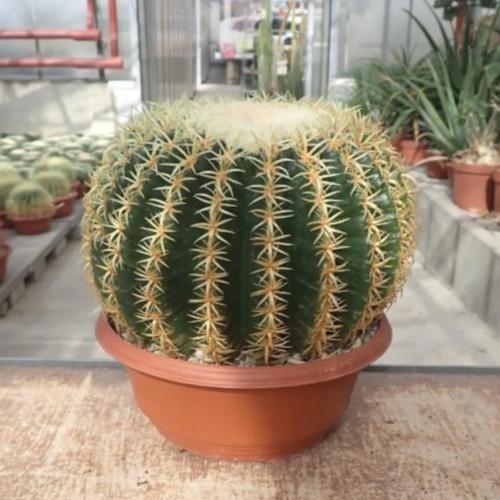 بذور صبار عمة القاضي ( Echinocactus grusonii )