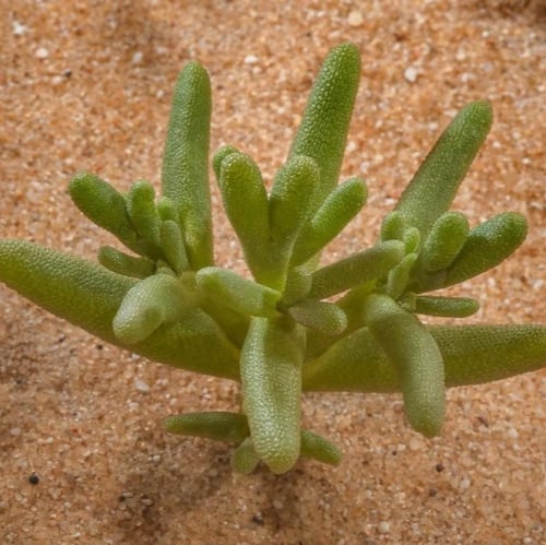 بذور عشبة السمح ( Opophytum forakahlii )