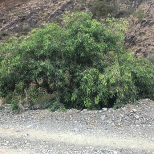بذور شجرة الاثب ( Ficus cordata ssp )