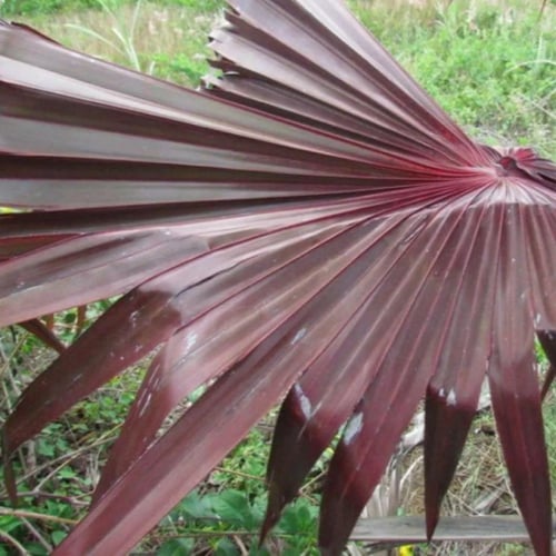 بذور نخيل لاتانيا الاحمر ( Latania lontaroides )