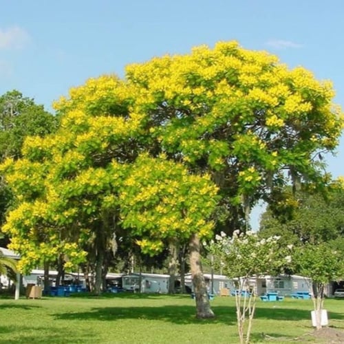 بذور شجرة البونسيانا الصفراء - بلتفورم ( Peltophor...