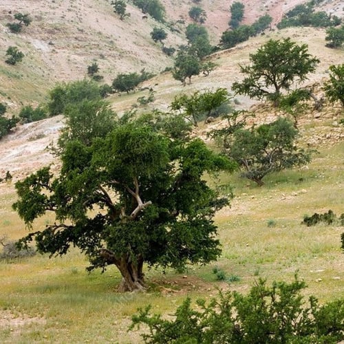 بذور شجرة الأرجان - الأركان ( Argania spinosa )