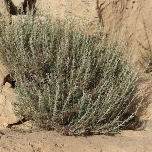 بذور عشبة الشيح ( Artemisia Sieberi )