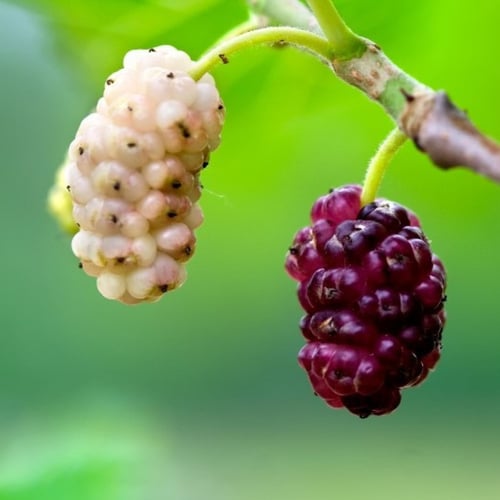 بذور شجرة توت القز الأبيض - ألبا ‫( morus alba )