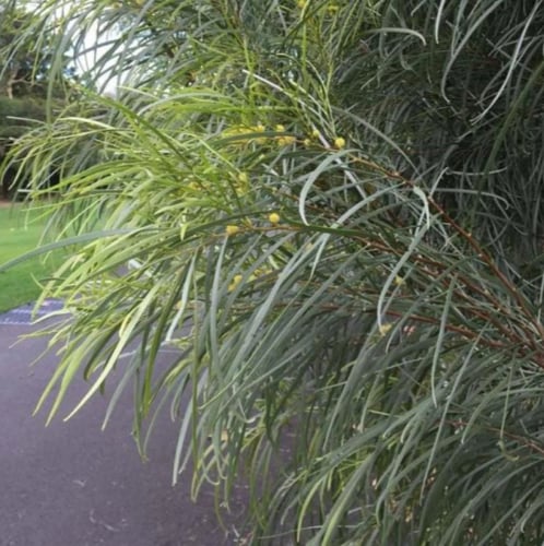 بذور سنط كوريسيا - البلوط الصحراوي ( Acacia coriac...