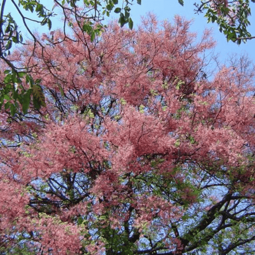 بذور شجرة كاسيا الوردية ( Cassia Grandis )