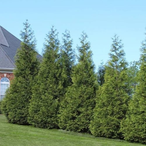 بذور شجرة الثويا الغربية ( Thuja occidentalis )