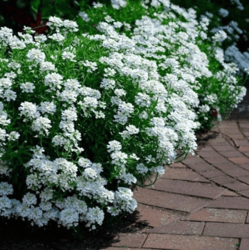 بذور زهرة تساقط الثلج القزمية ( Iberis umbellata )