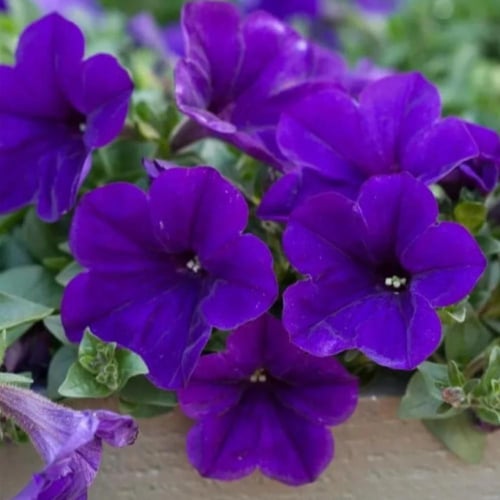 بذور زهرة البيتونيا الارجوانية ( Petunia )