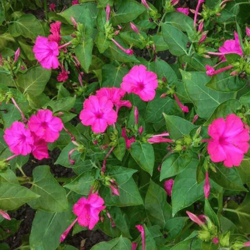 بذور زهرة شب الليل الوردية - الساعة الرابعة ( Mira...