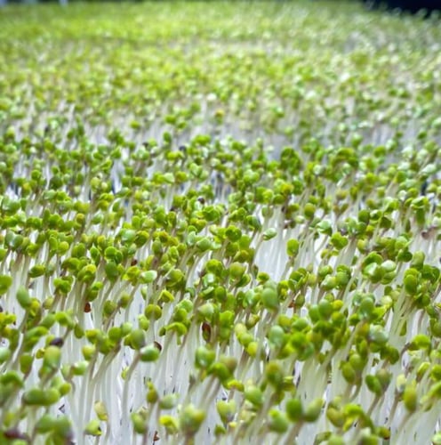 بذور براعم البروكلي الاخضر - ميكروجرين ( Brassica...